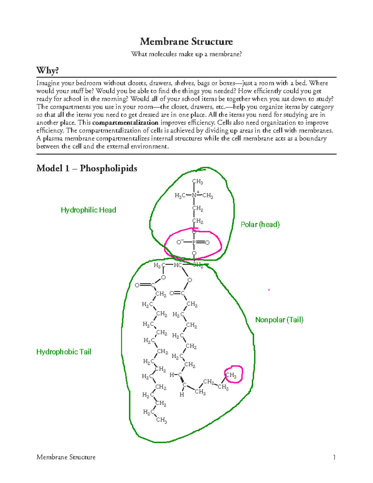 Pogil Membrane Structure Membrane Structure 1 Membrane Structure What Molecules Make Up A 1177