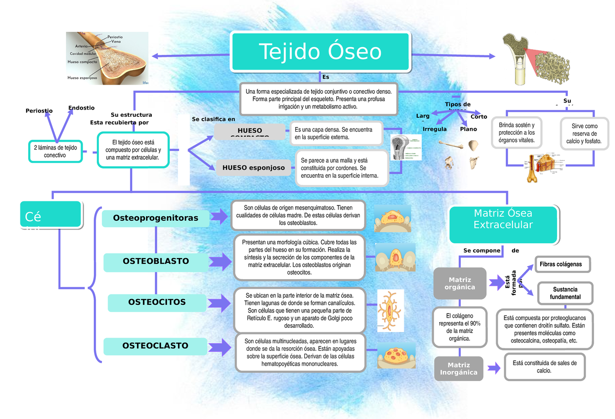 diagrama de hueso compacto y esponjoso