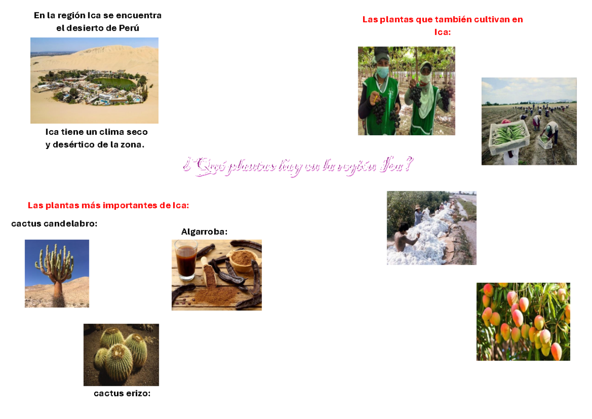 Qué plantas hay en la región Ica - individuo y medio ambiente - ¿Qué