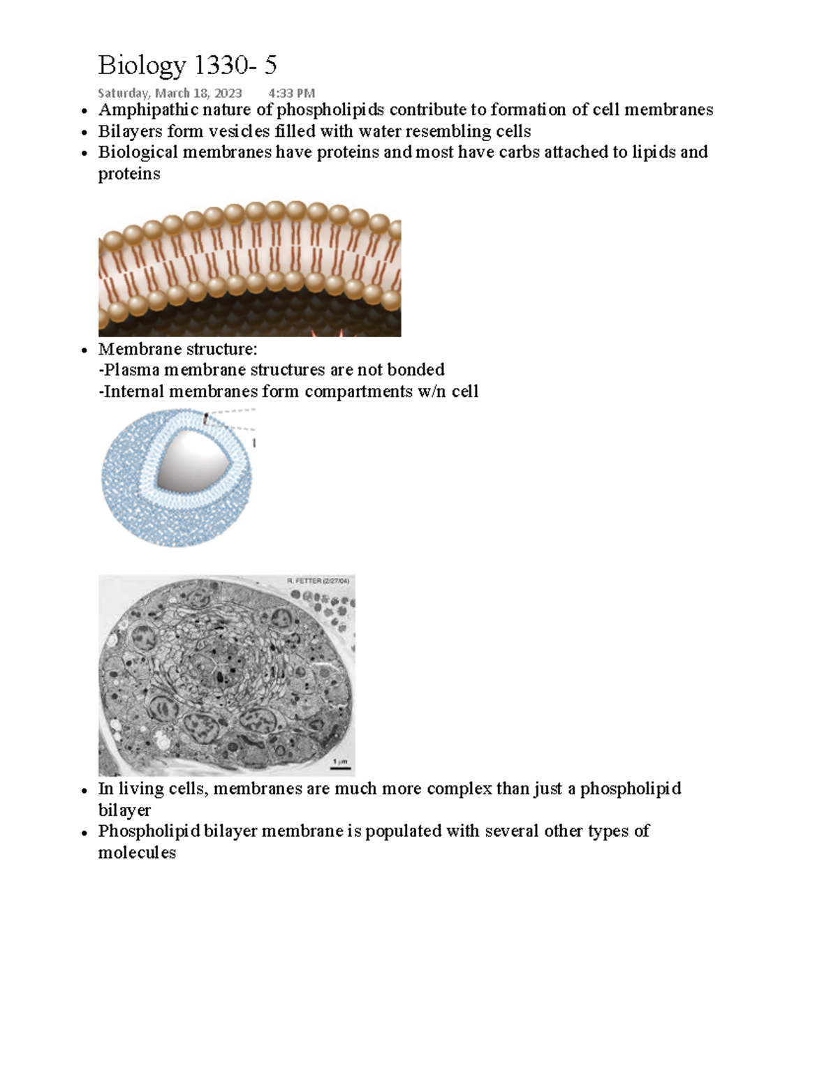 Biology 1330 - Dr. Suni Dharmasiri - Amphipathic nature of ...