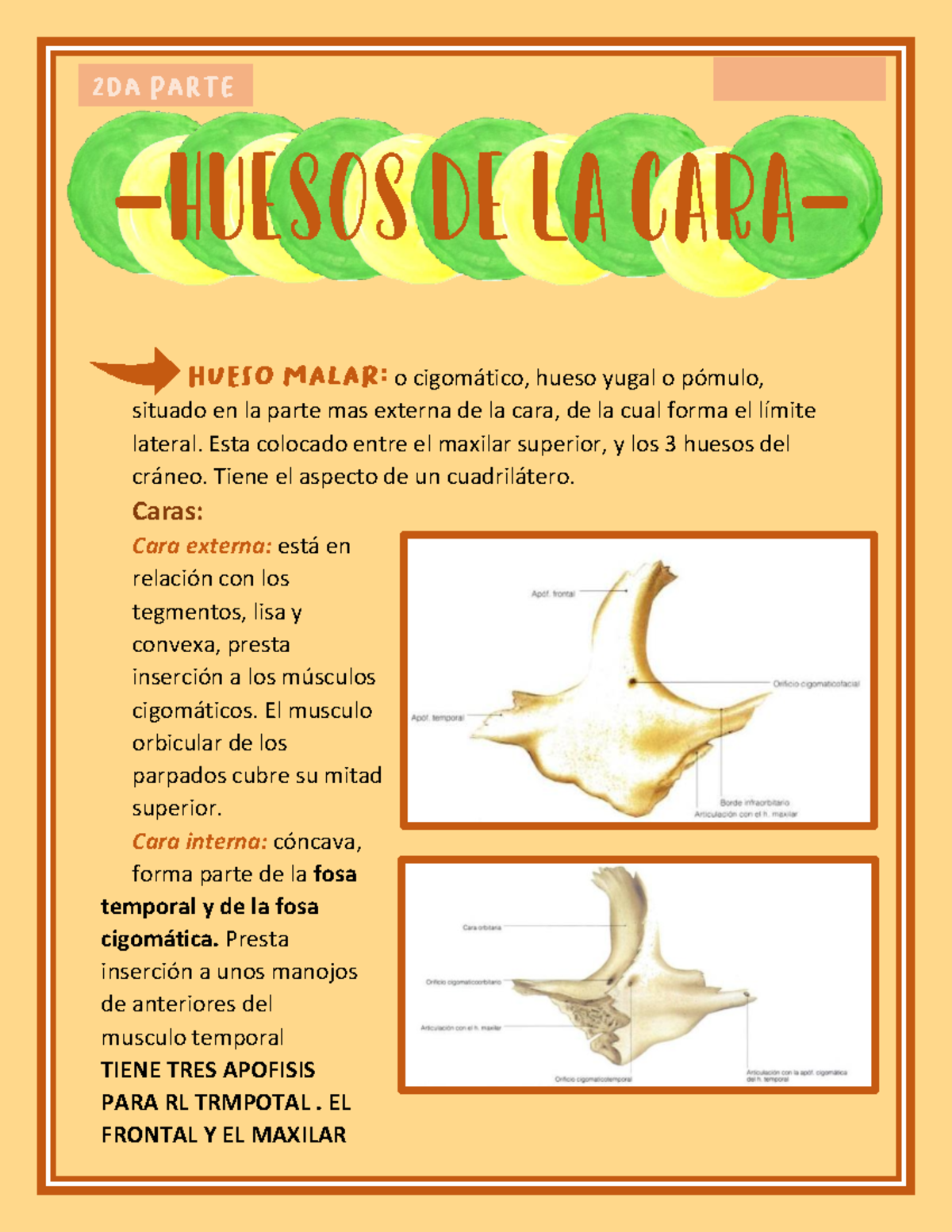 Hueso Malar Anatomía O Cigomático Hueso Yugal O Pómulo Situado En La Parte Mas Externa De 5383