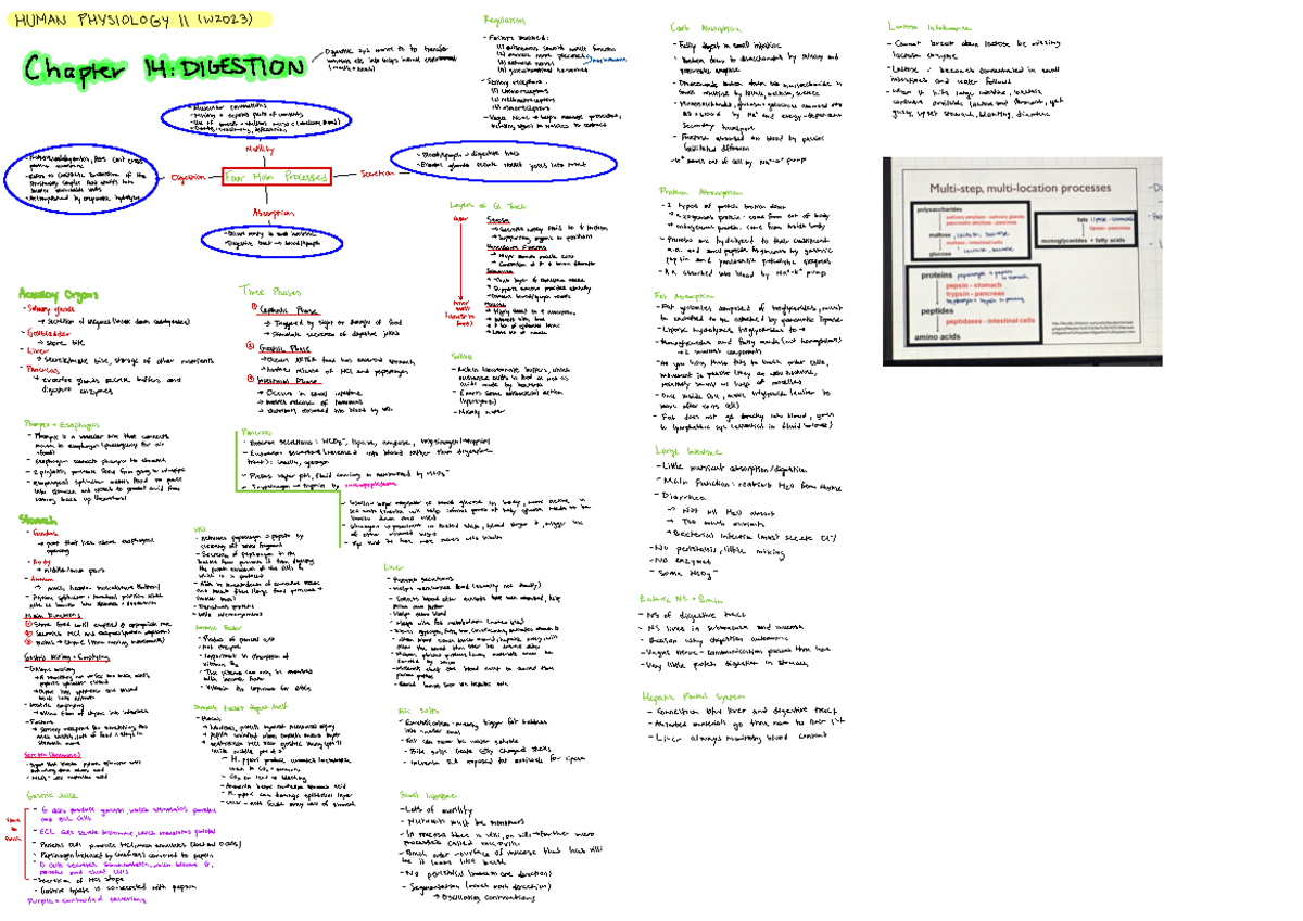 Human Physiology Flow Chart - r i E EG r A G · e E > : . · & & ⑤ - r ...