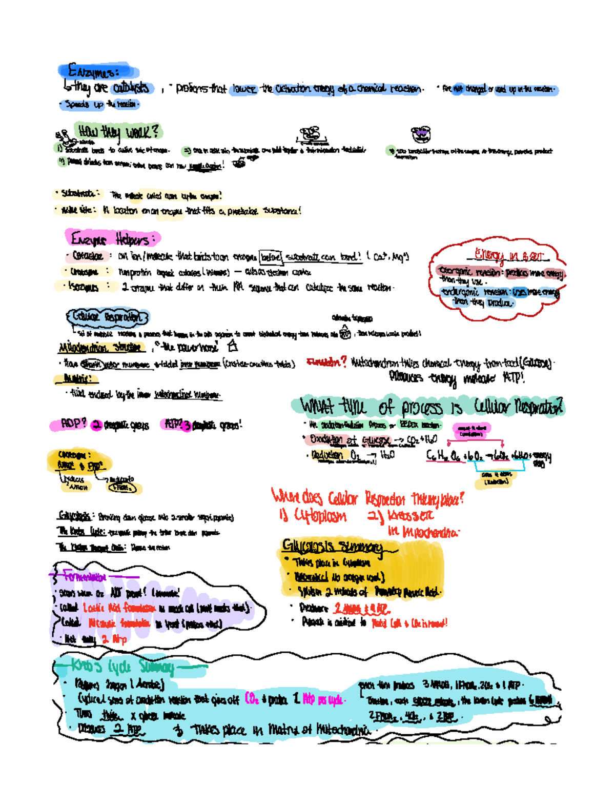 Topic 2 in cell s - Cells - Enzymes theyarecatalysts - Studocu