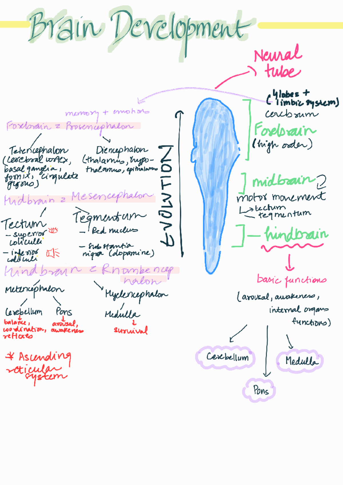 Brain Development - Cortex Interior temperal cortex Visual Info ...