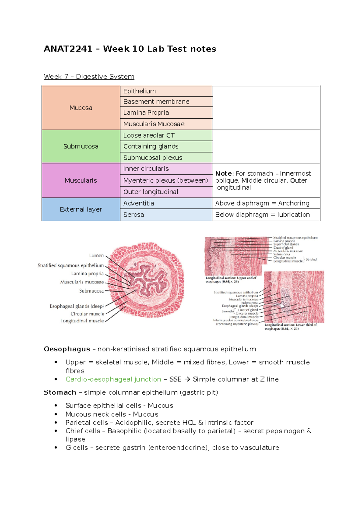 Week 10 End of term notes - ANAT2241 – Week 10 Lab Test notes Week 7 ...