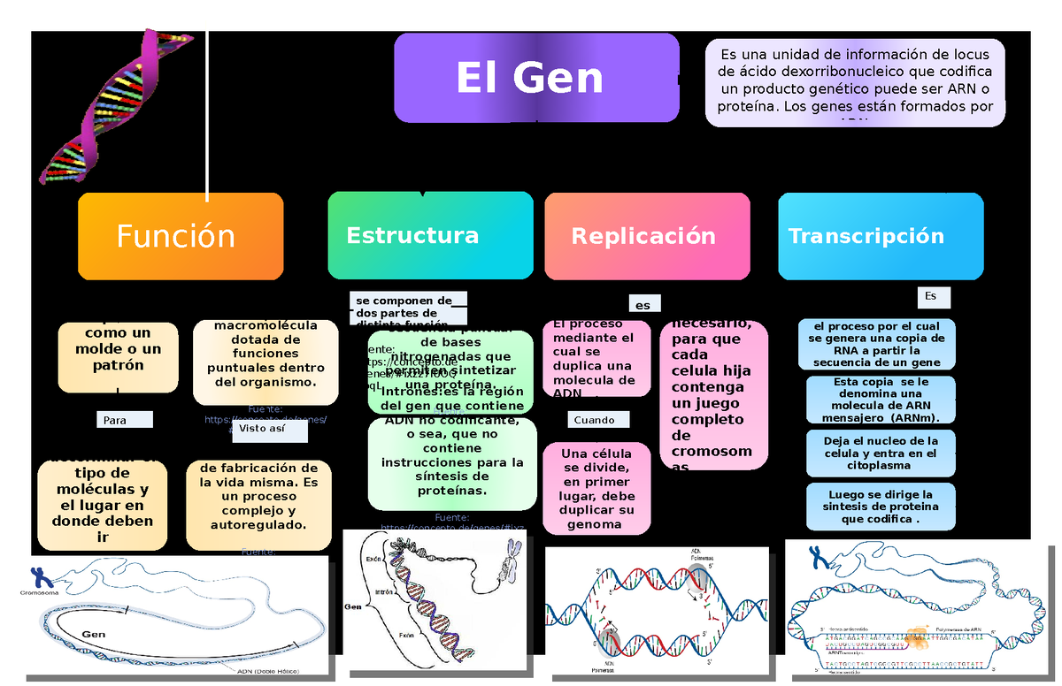 El Gen Mapa Conceptual Resumen Sobre El Gen Biología Ucv Studocu