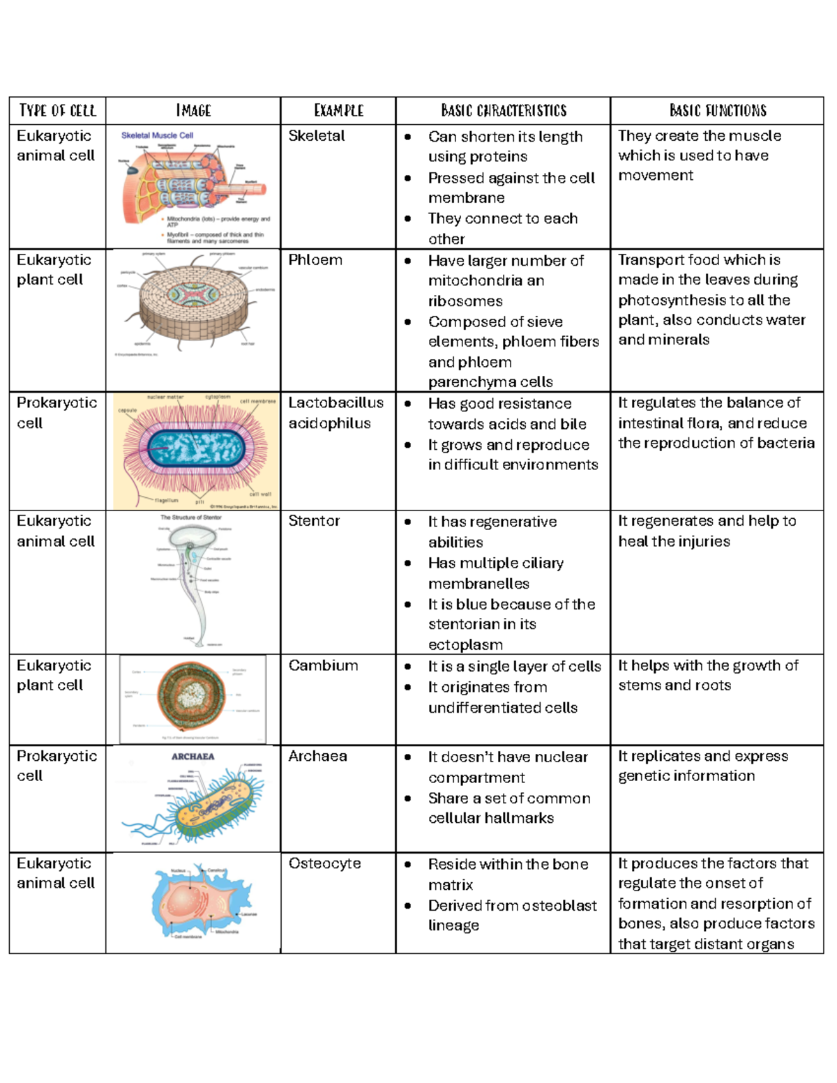 Exercise 3 - Ejercicio 3 - Type of cell Image Example Basic ...