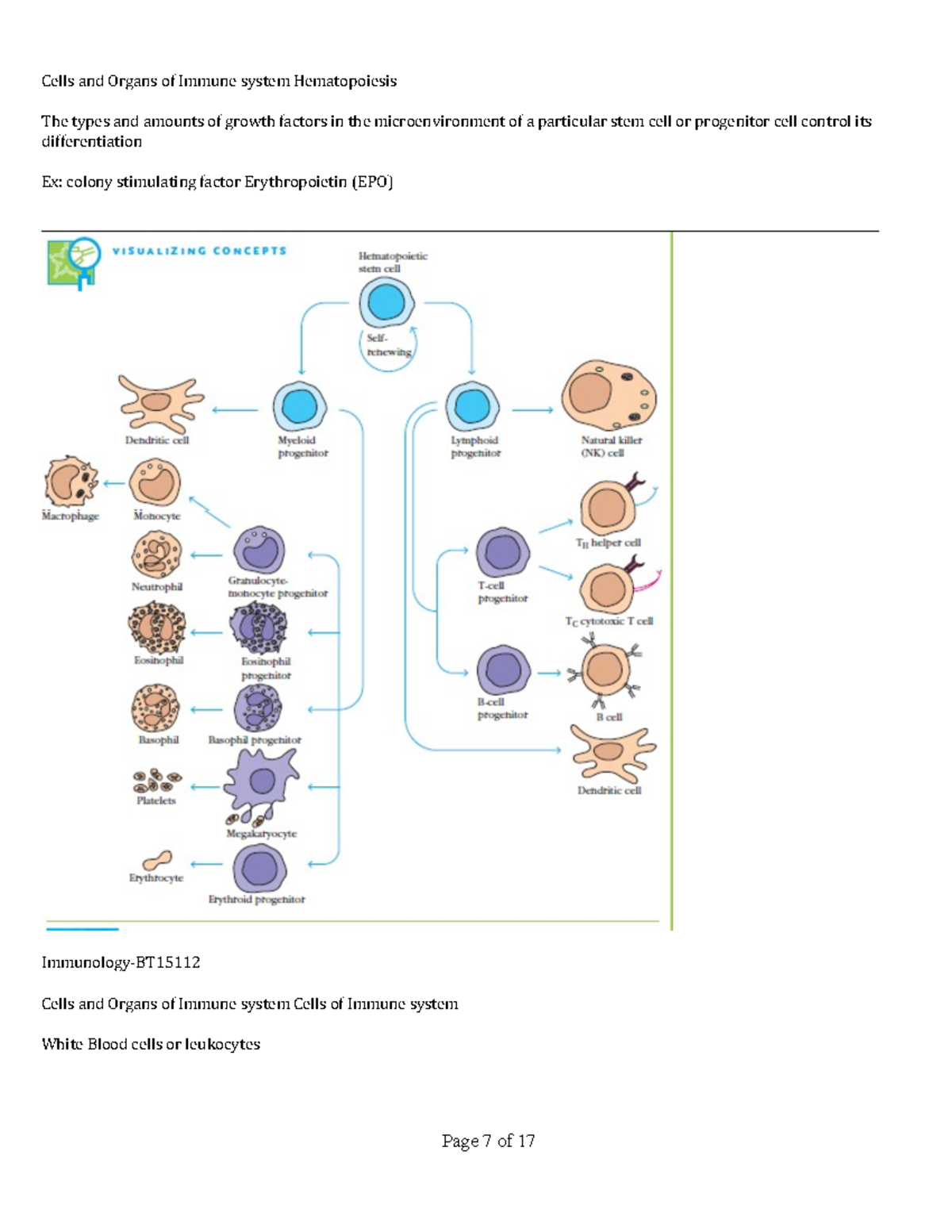 Immunology (Lecture-2) - Cells and Organs of Immune system ...