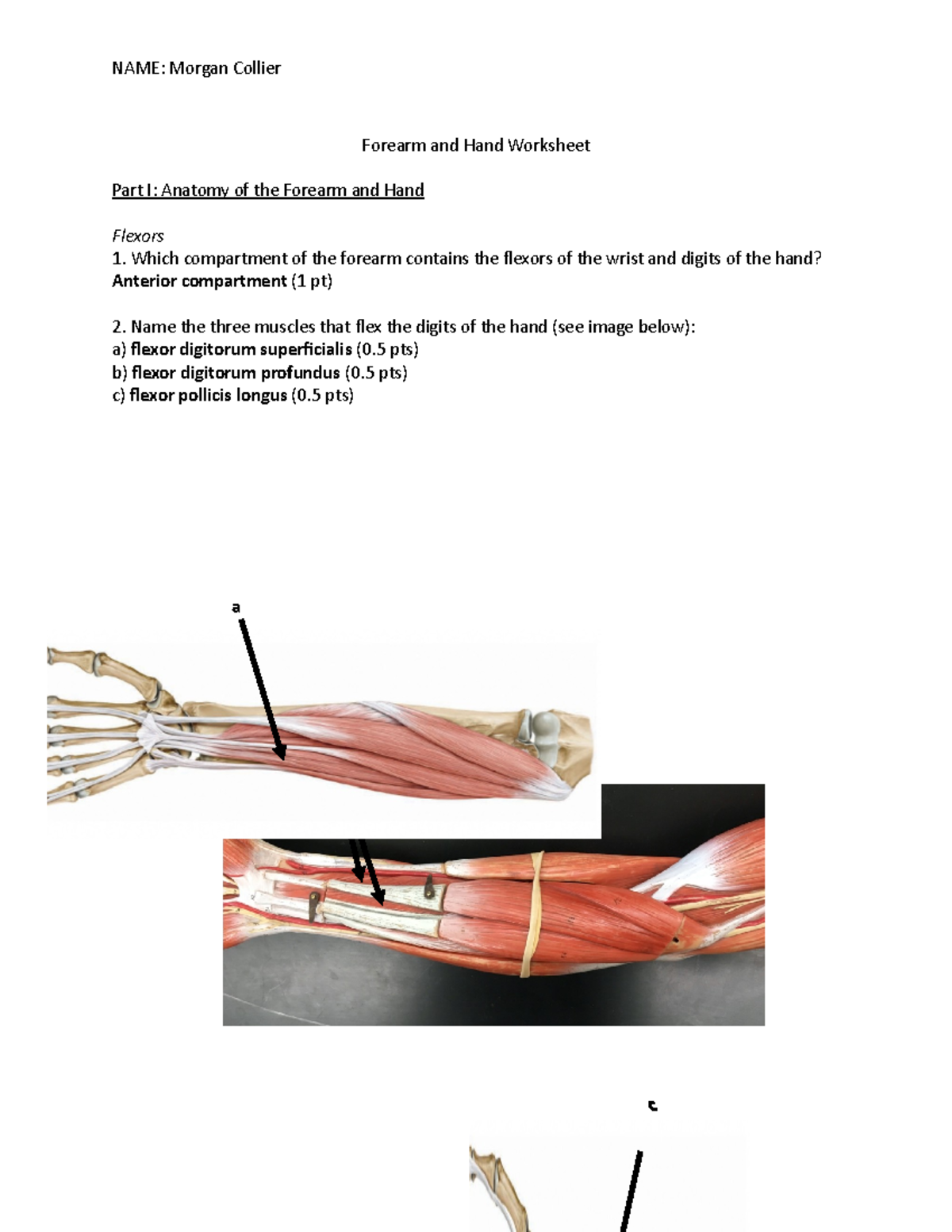 Forearm And Hand Worksheet - Variant B - Forearm And Hand Worksheet ...