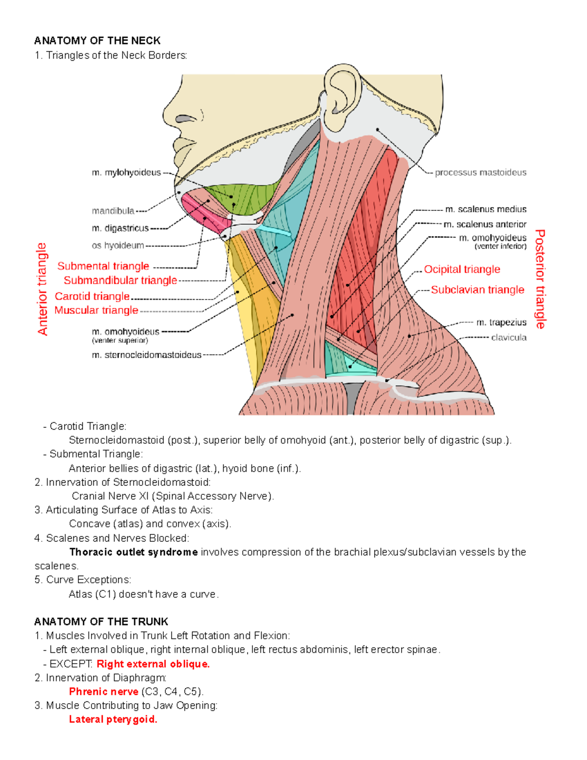 Untitled document (11) - ANATOMY OF THE NECK Triangles of the Neck ...