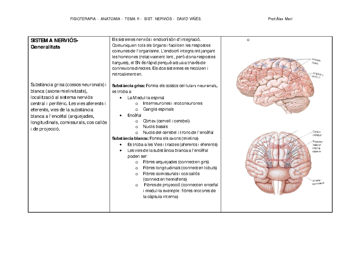 Tema 11 Sistema Nervios Url Studocu