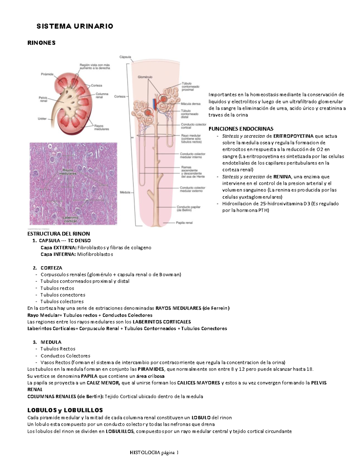 Sistema Urinario - RINONES ESTRUCTURA DEL RINON Capa EXTERNA ...