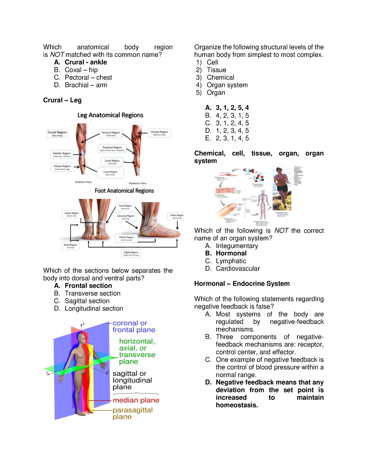 Final Exam - Reviewer - Anatomy And Physiology - Which Anatomical Body ...