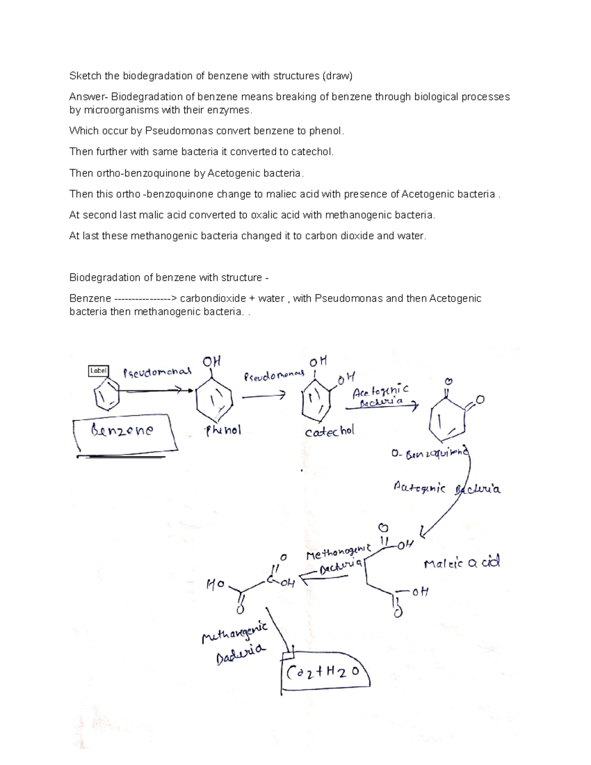 Biodegradation of benzene Which occur by Pseudomonas convert benzene