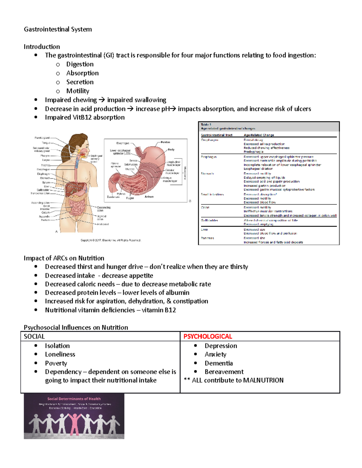 2020-Nurs421 Gero Gastrointestinal System Lecture Notes ...