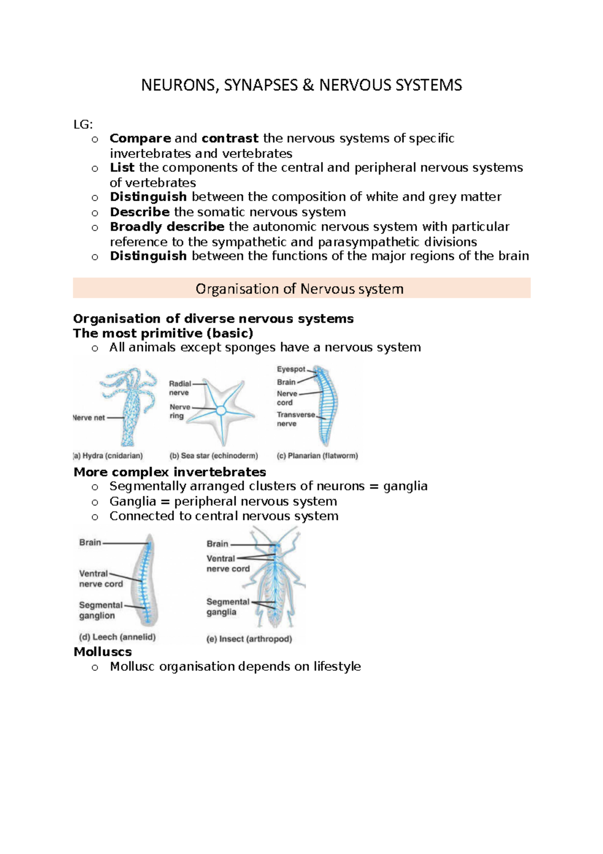 LEC - Organisation OF Nervous System - NEURONS, SYNAPSES & NERVOUS ...