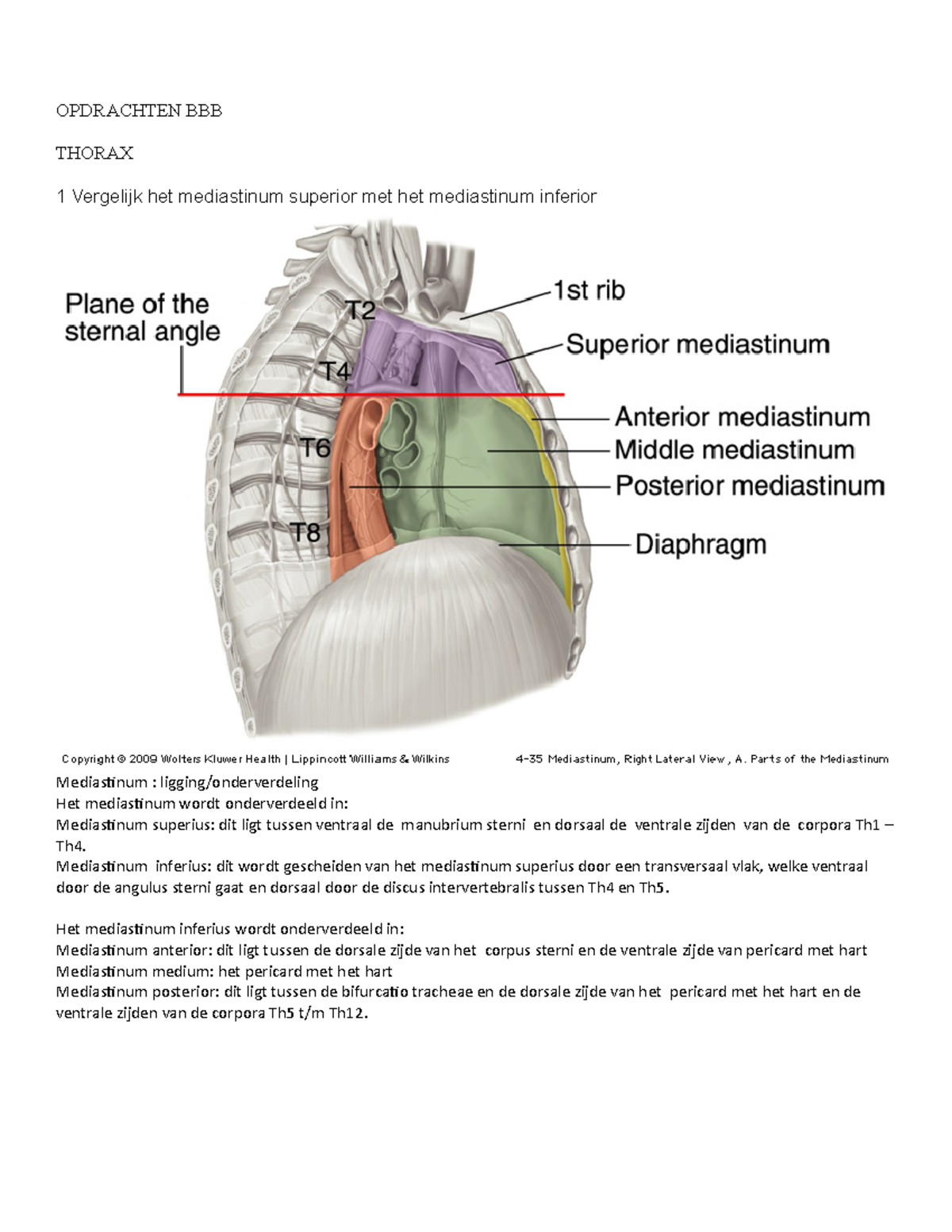 Anatomie Borst , Buik En Bekken - OPDRACHTEN BBB THORAX 1 Vergelijk Het ...