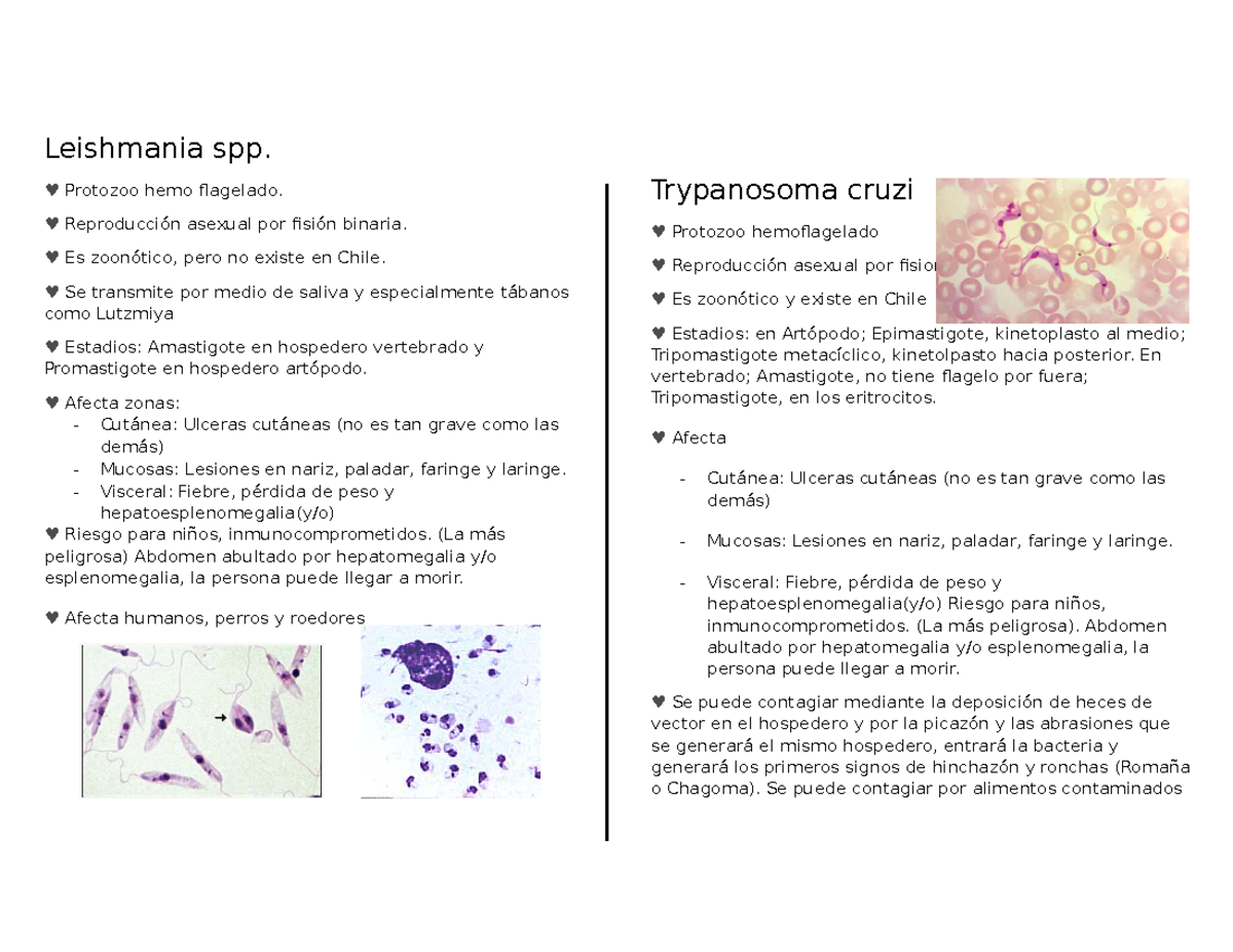 fisión binaria en leishmania