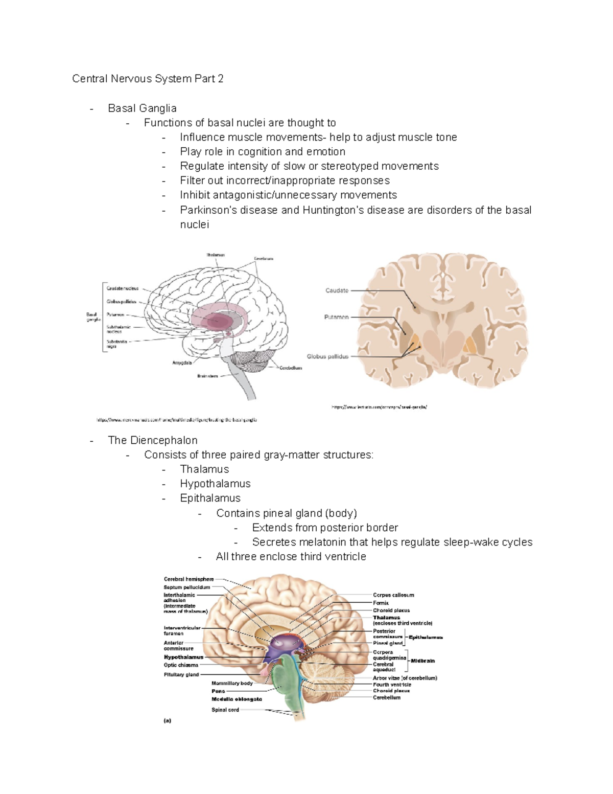 BIO 285 CNS pt 2 - Central Nervous system notes. Prof. Fink. - Central ...