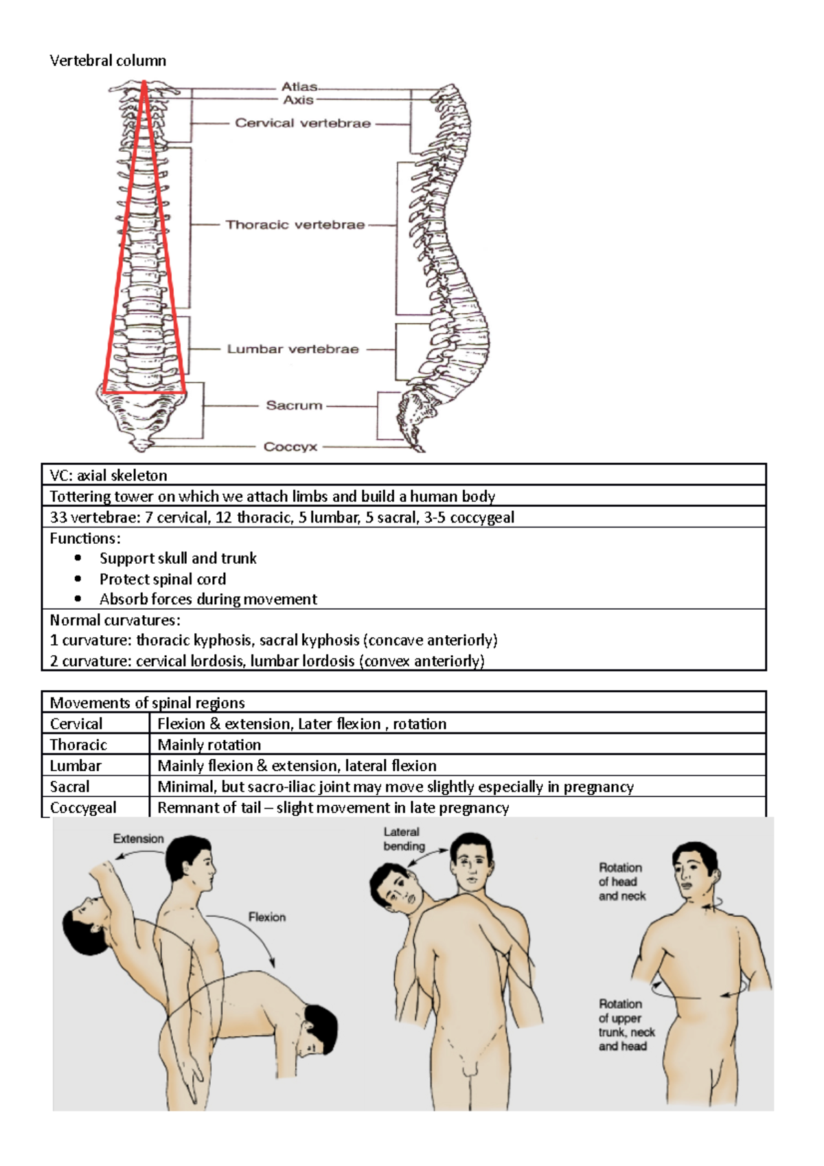 Anatomy Week 6 VC Bone and muscle - Vertebral column VC: axial skeleton ...