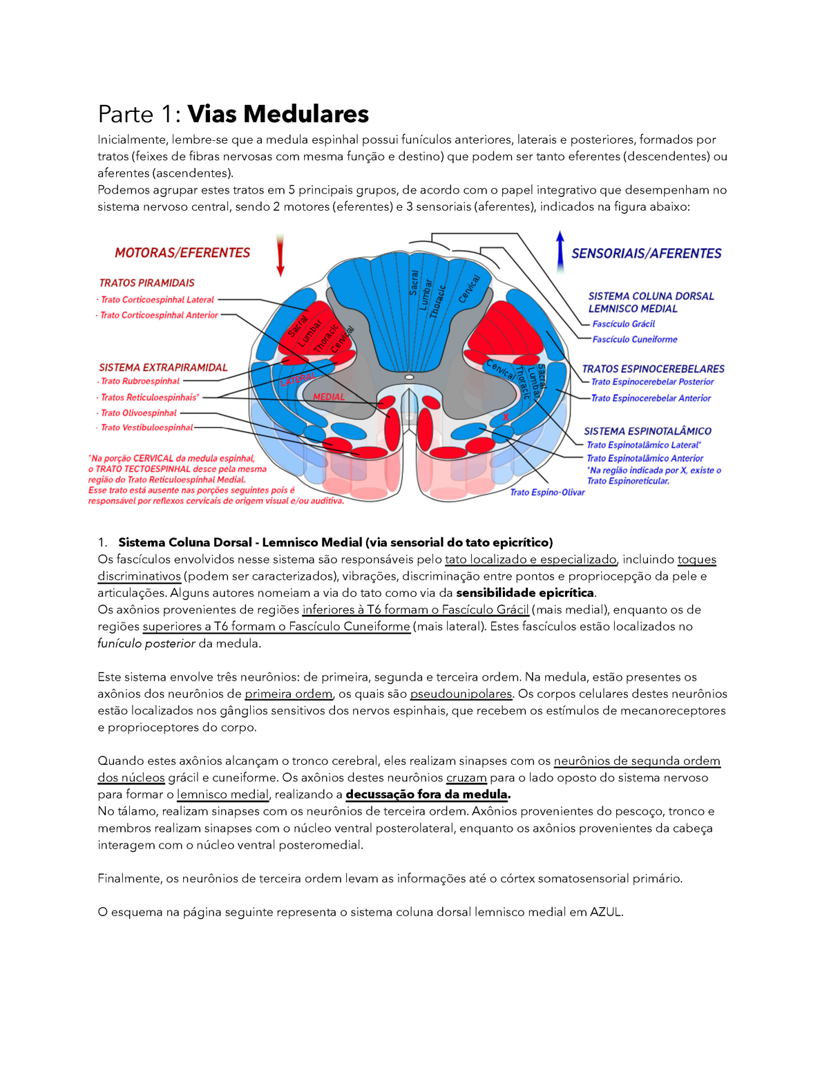 médula lemnisco medial