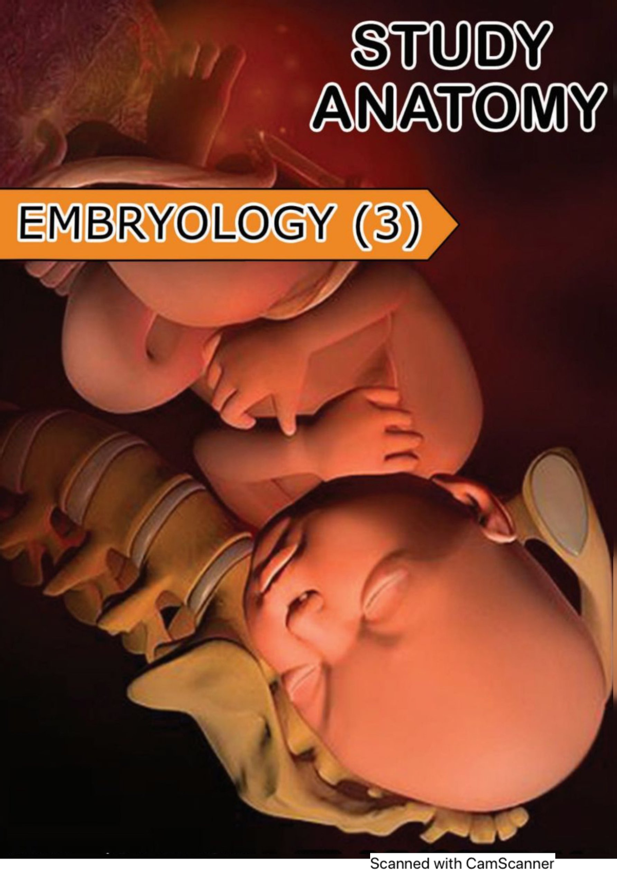 Embryology 3 - Anatomy - Studocu