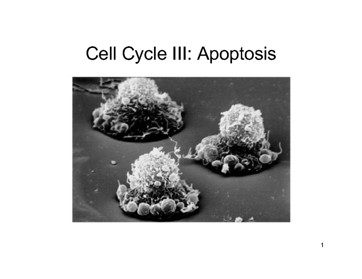 Cell Cycle III: Apoptosis Apoptosis ... Biology Diagrams
