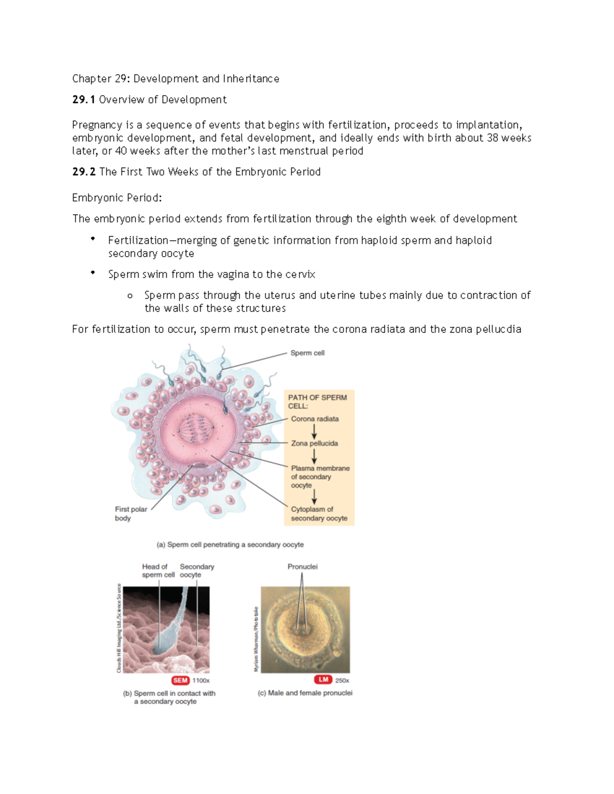 Chapter 29 Development and Inheritance - Chapter 29: Development and ...