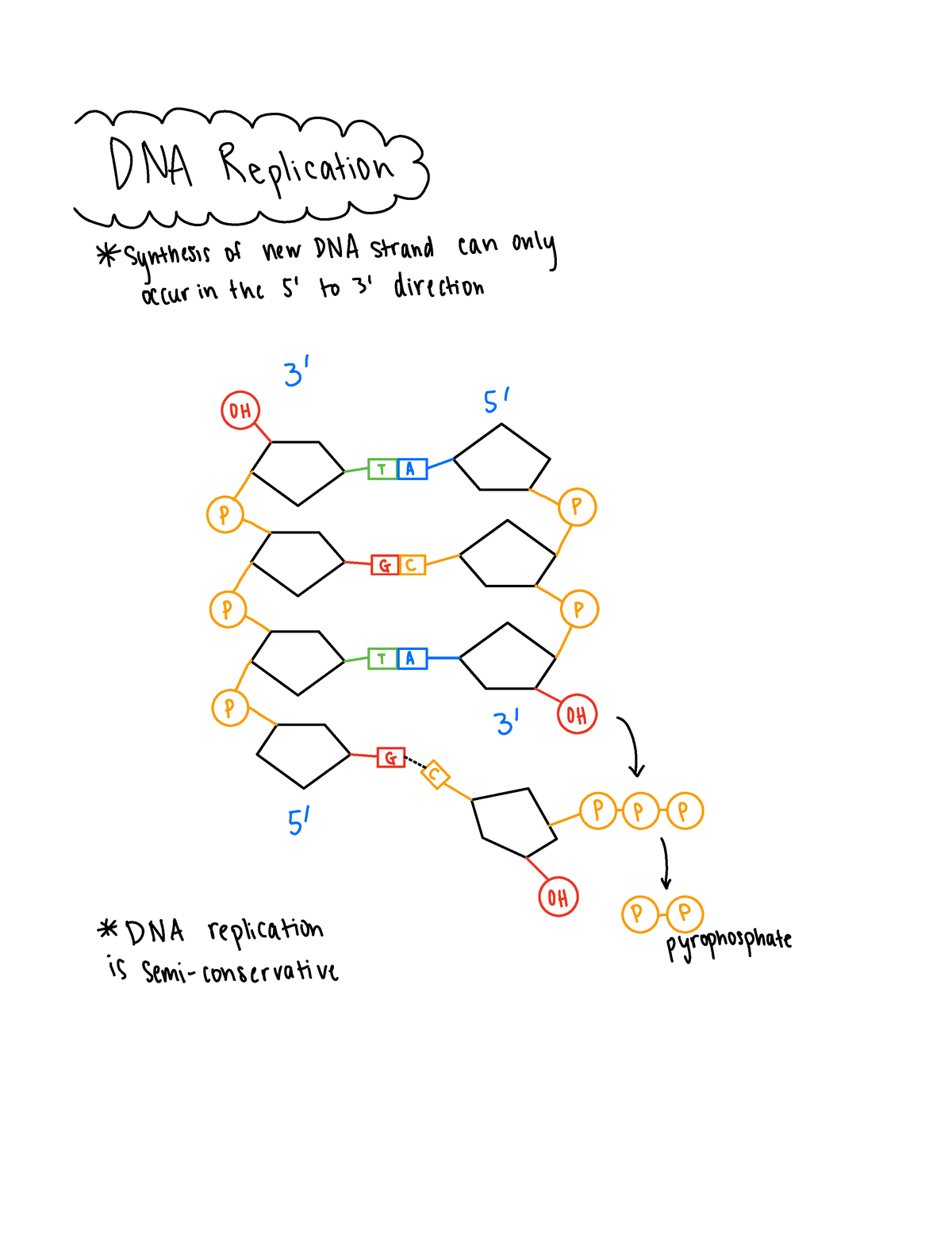 pyrophosphate dna replication