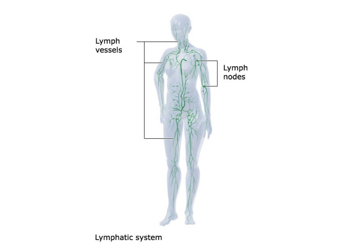 Learning with anatomy - BSC 216 - Studocu