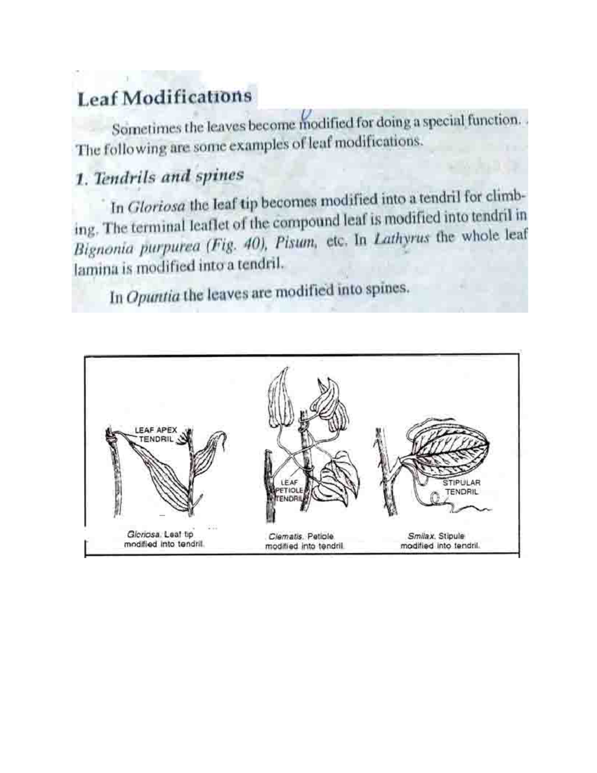 Leaf modifications botany Studocu