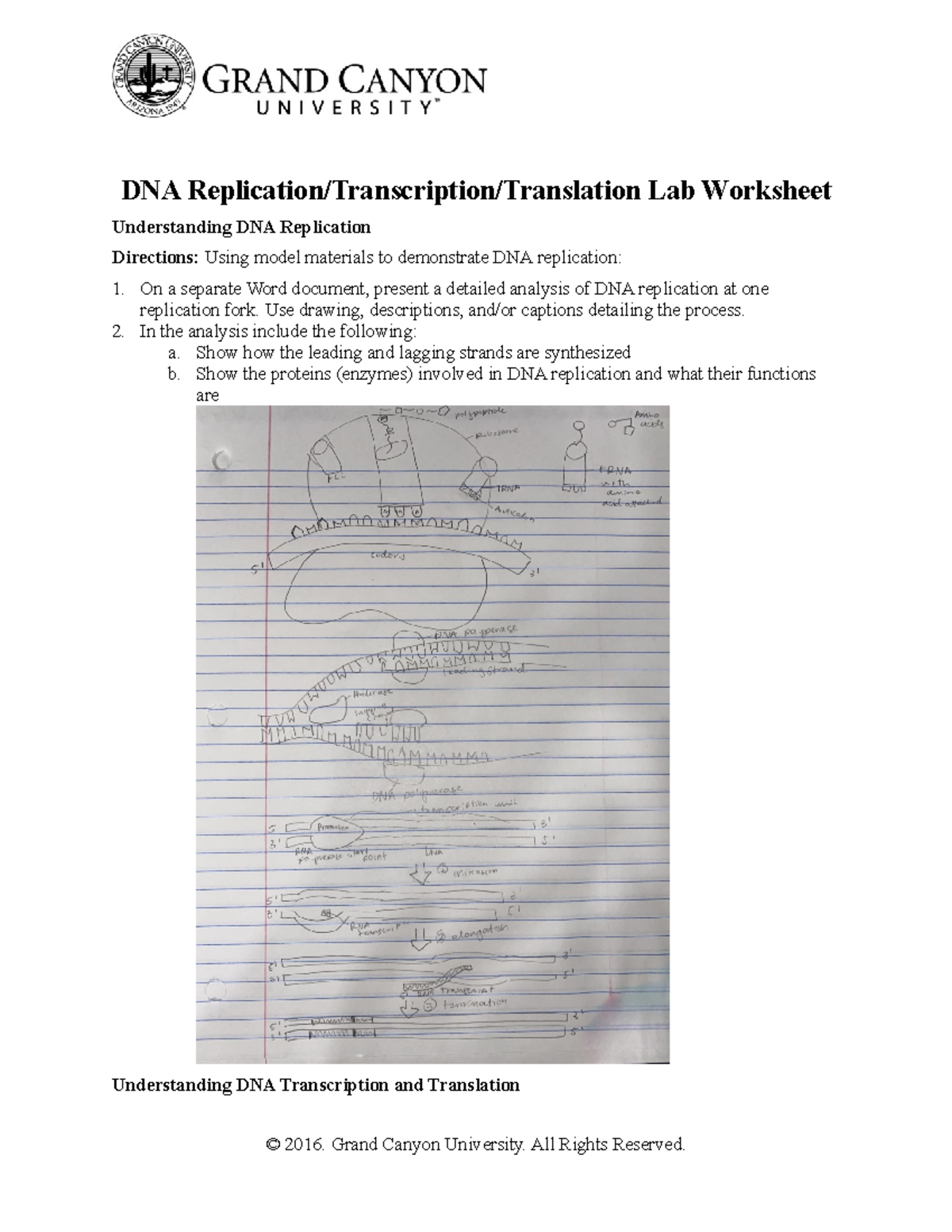 BIO-181L-RS-DNArep Transcript Translat Wksht - Copy - DNA Replication/ Transcription/Translation Lab - Studocu bio-181l-rs-dnarep-transcript-translat-wksht-copy-dna-replication-transcription-translation-lab-studocu