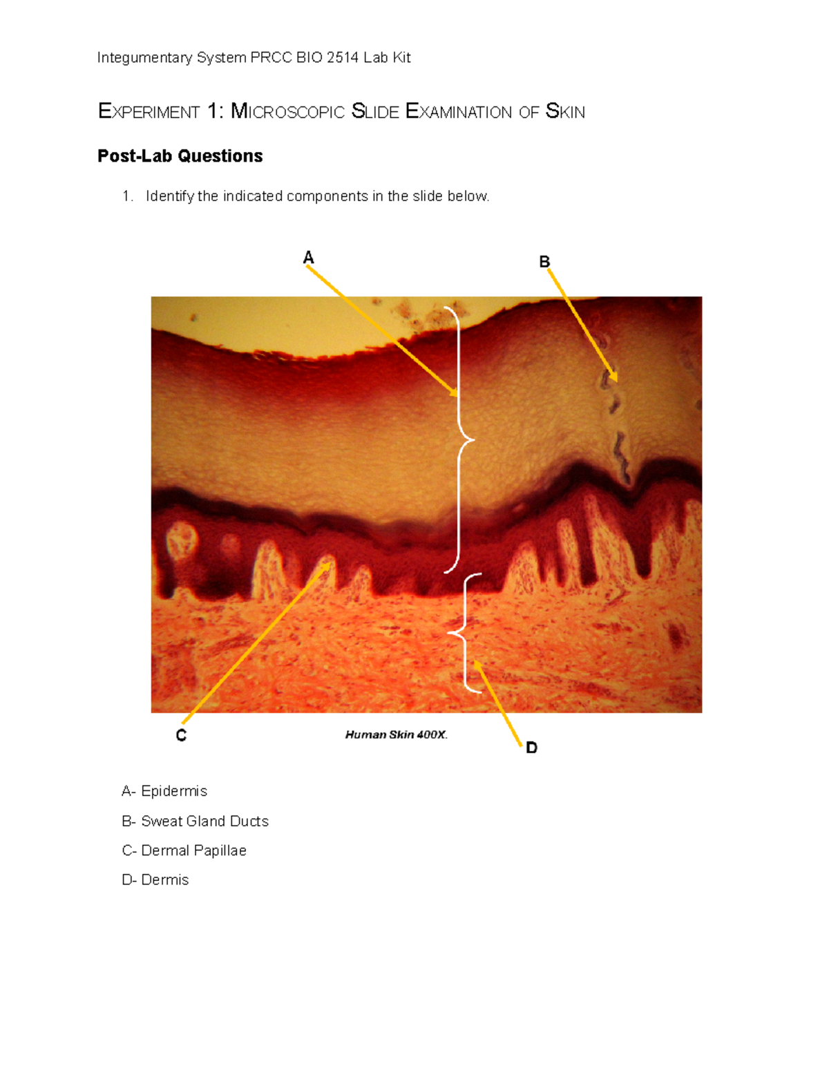 Elizabeth Gaudet Skin Labs Data Post Lab Questions - EXPERIMENT 1 ...