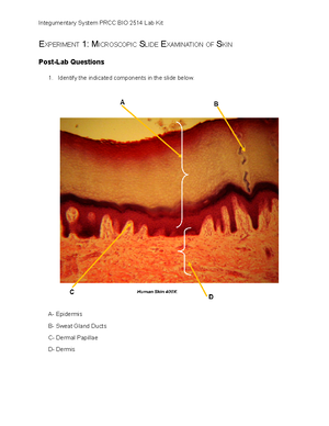 Elizabeth Gaudet Histology Lab Questions - (9/9/2023) 1. What is a ...