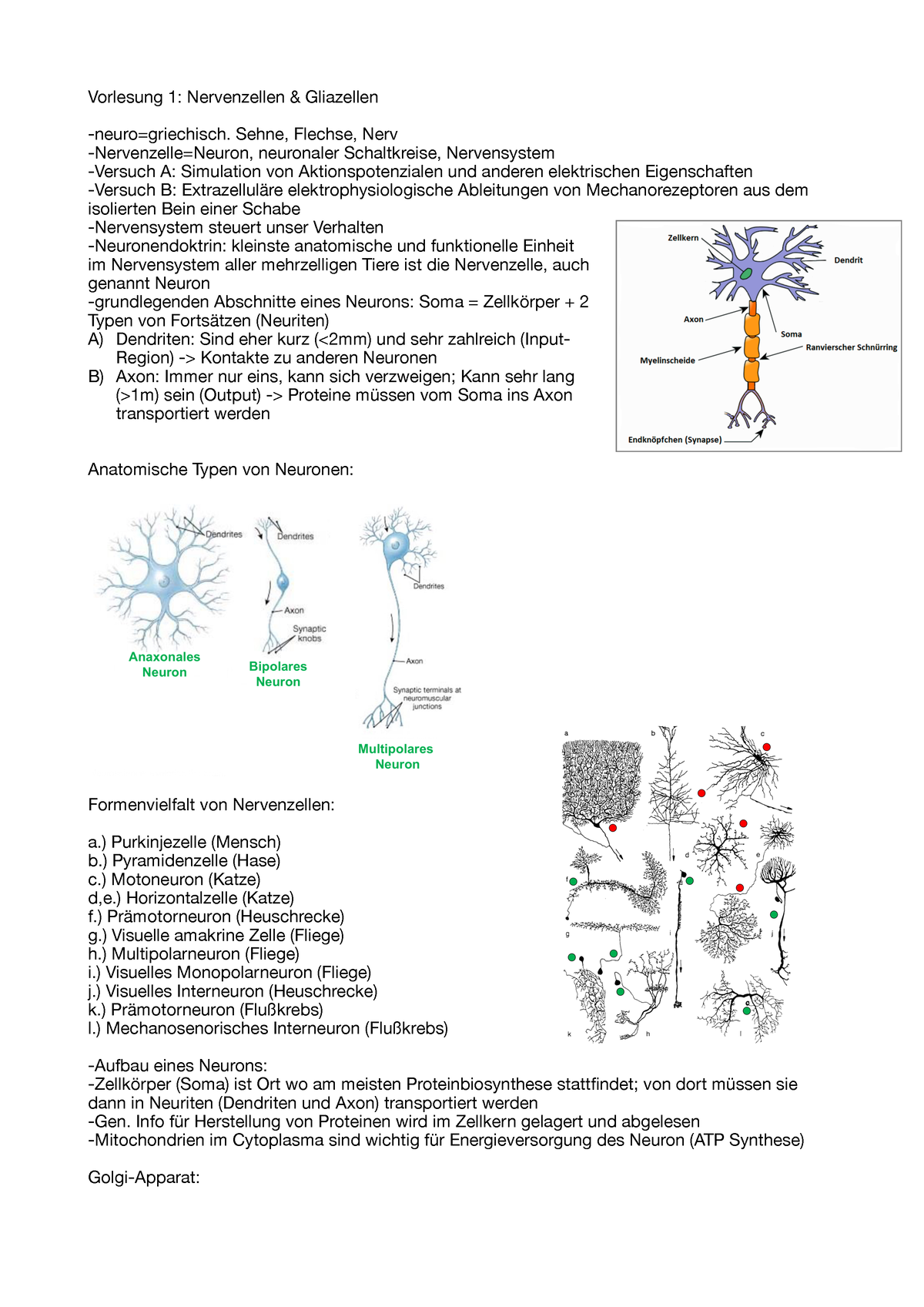 Zusammenfassung Neurobiologie Vorlesung 1 - Vorlesung 1: Nervenzellen ...