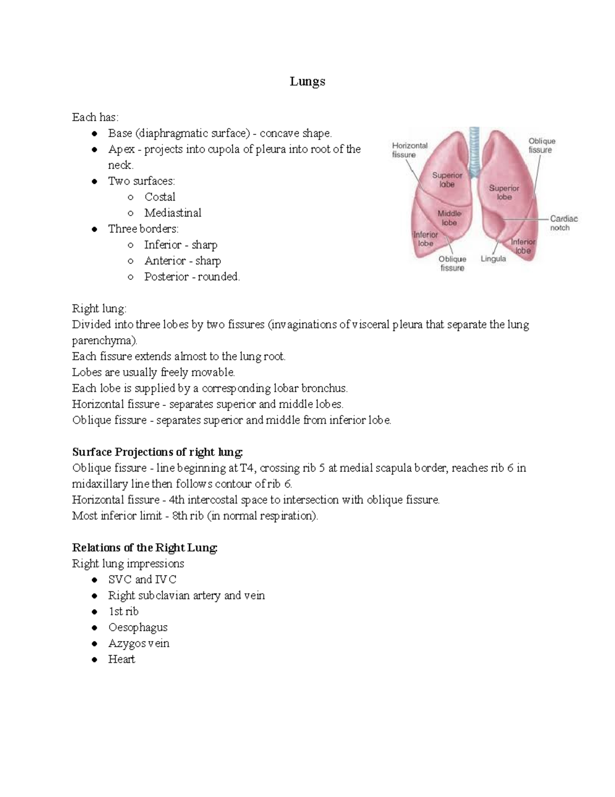 Lungs Lungs Each has Base (diaphragmatic surface) concave shape
