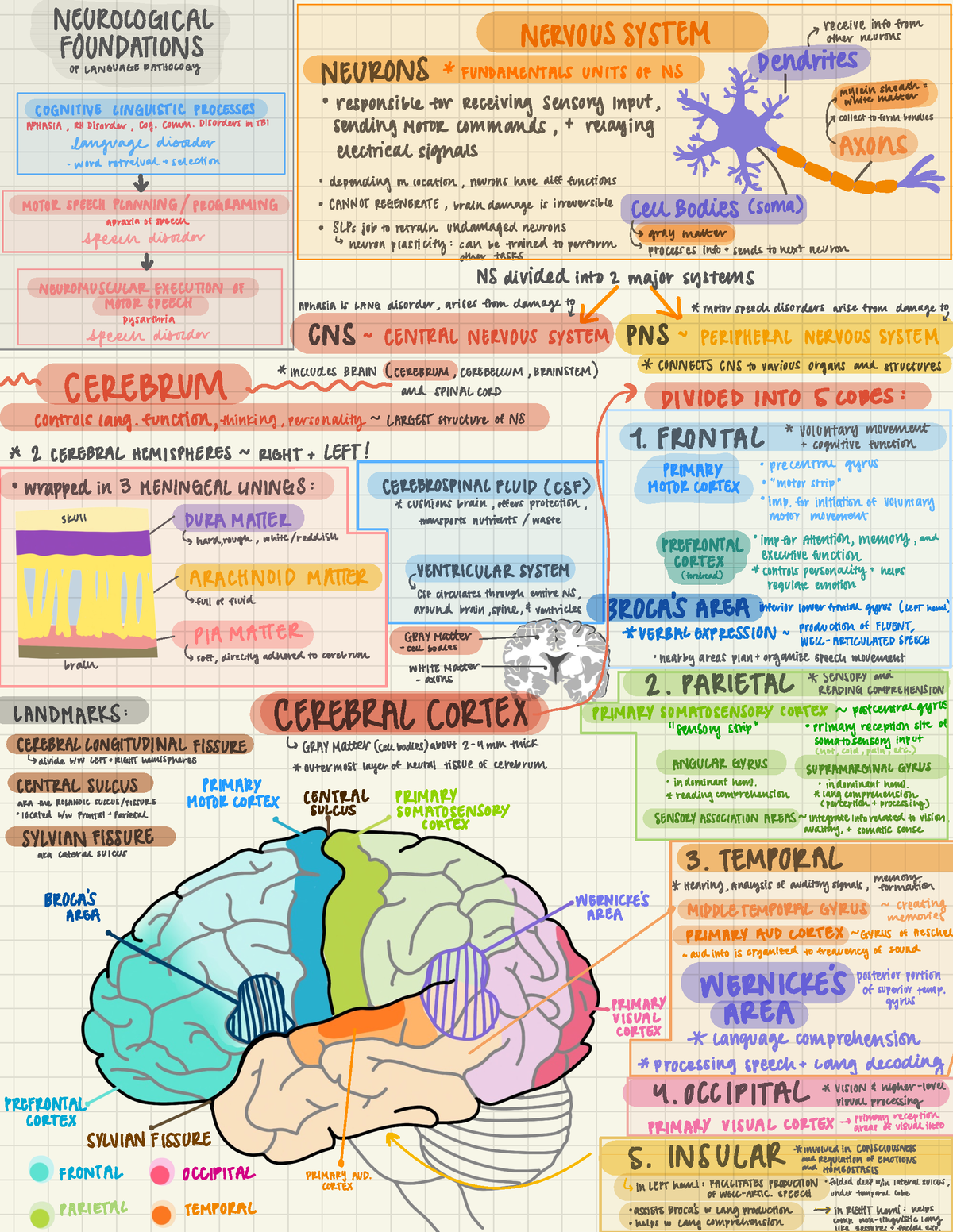 SLPGrad Student Neuroanatomy Basics Study Guide-1 - NEUROLOGICAL ...