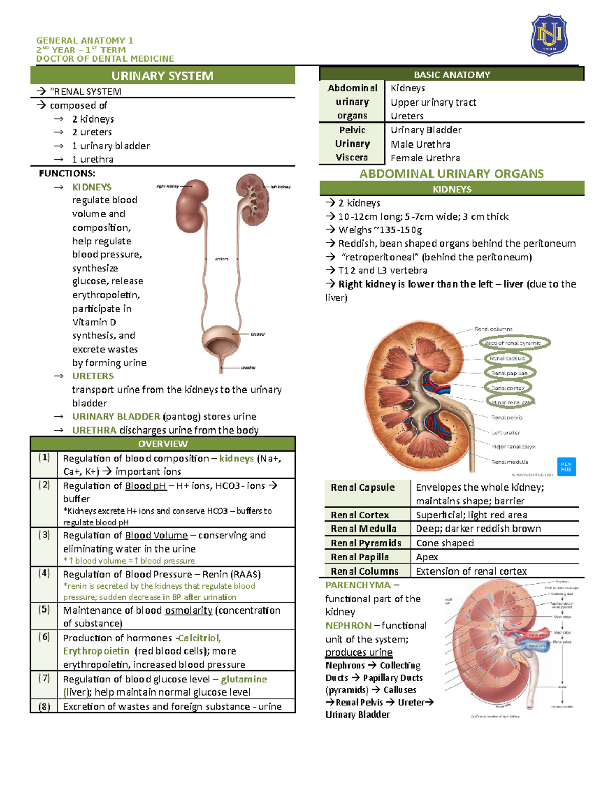 Lesson 8 - Urinary System - General Anatomy 1 - Studocu