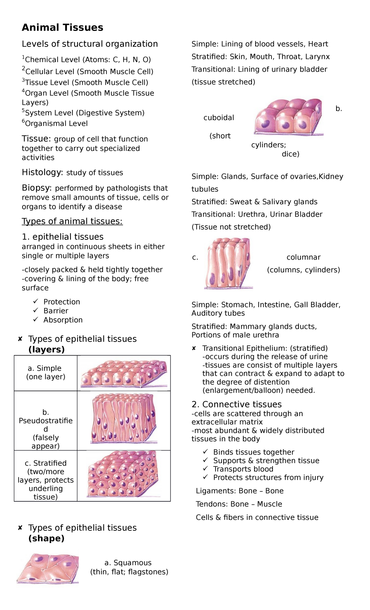 Animal Tissues - Animal Tissues Levels of structural organization 1  Chemical Level (Atoms: C, H, N, - Studocu