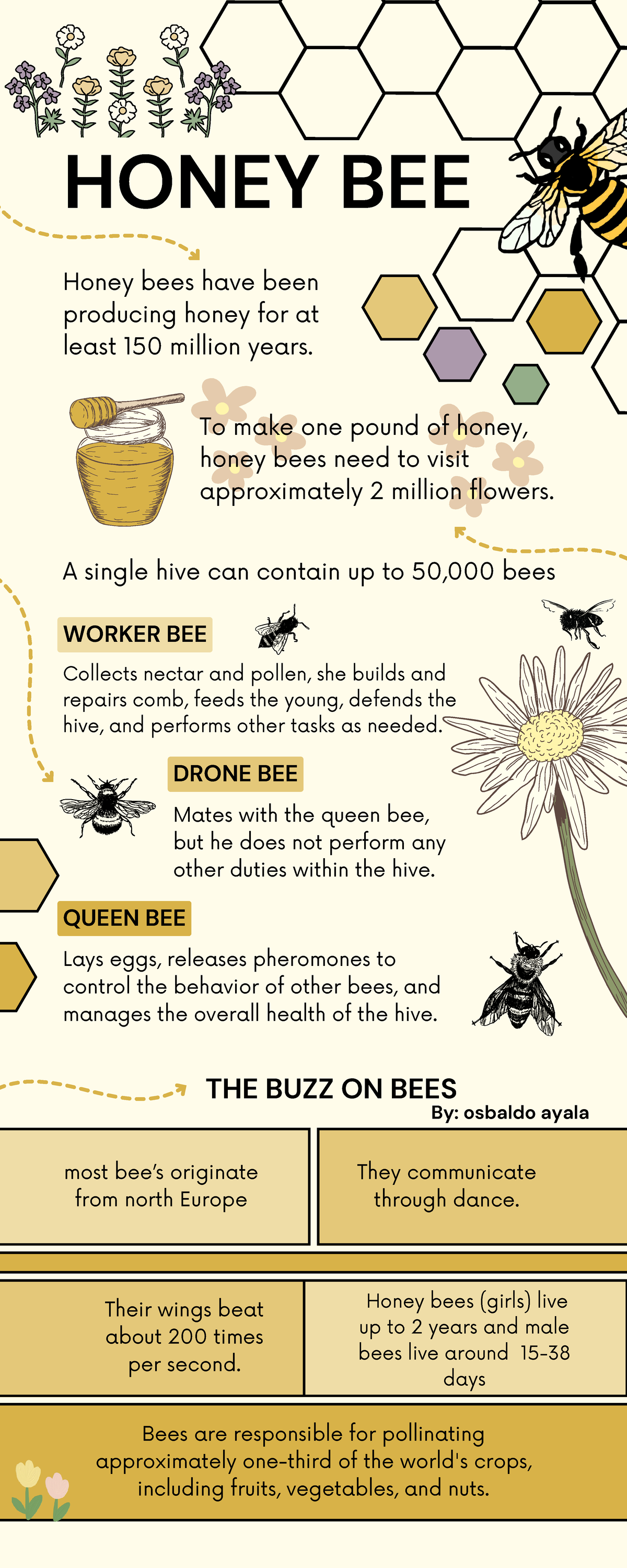 The Honey Bee Educational Infographic Yellow Illustrated - Honey bees ...