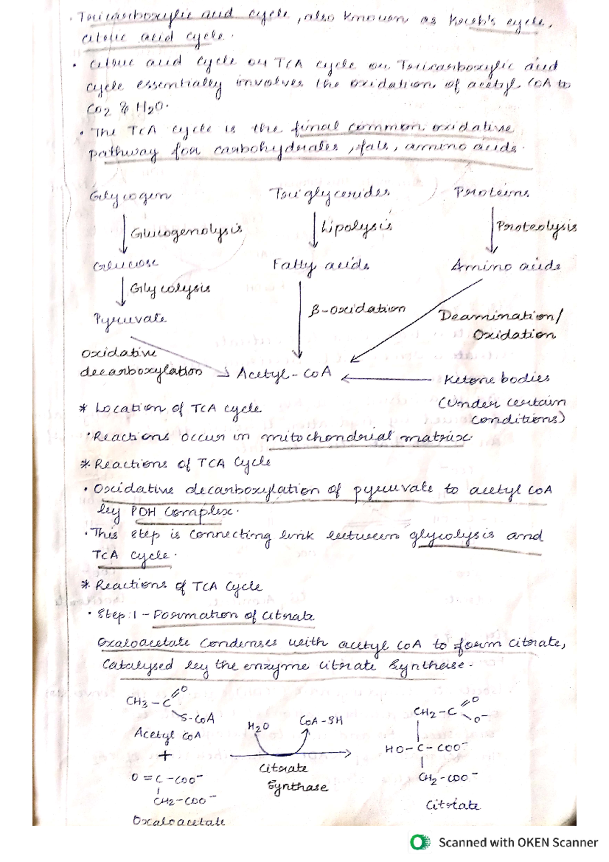 Krebs cycle Short notes for 1st year allied health sciences students