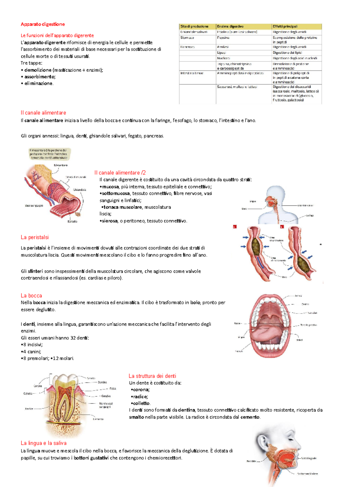Steadin 30 capsule - integratore per la funzione epatica