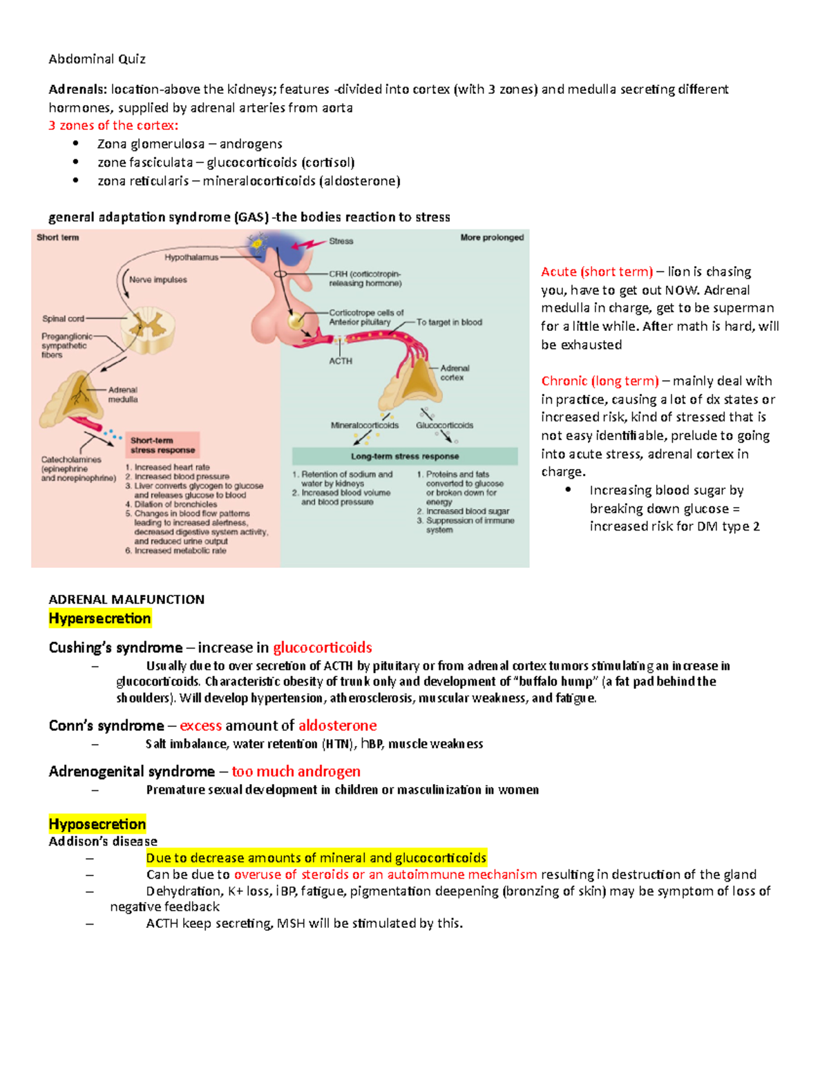 Abdominal Quiz work - Abdominal Quiz Adrenals : location-above the ...