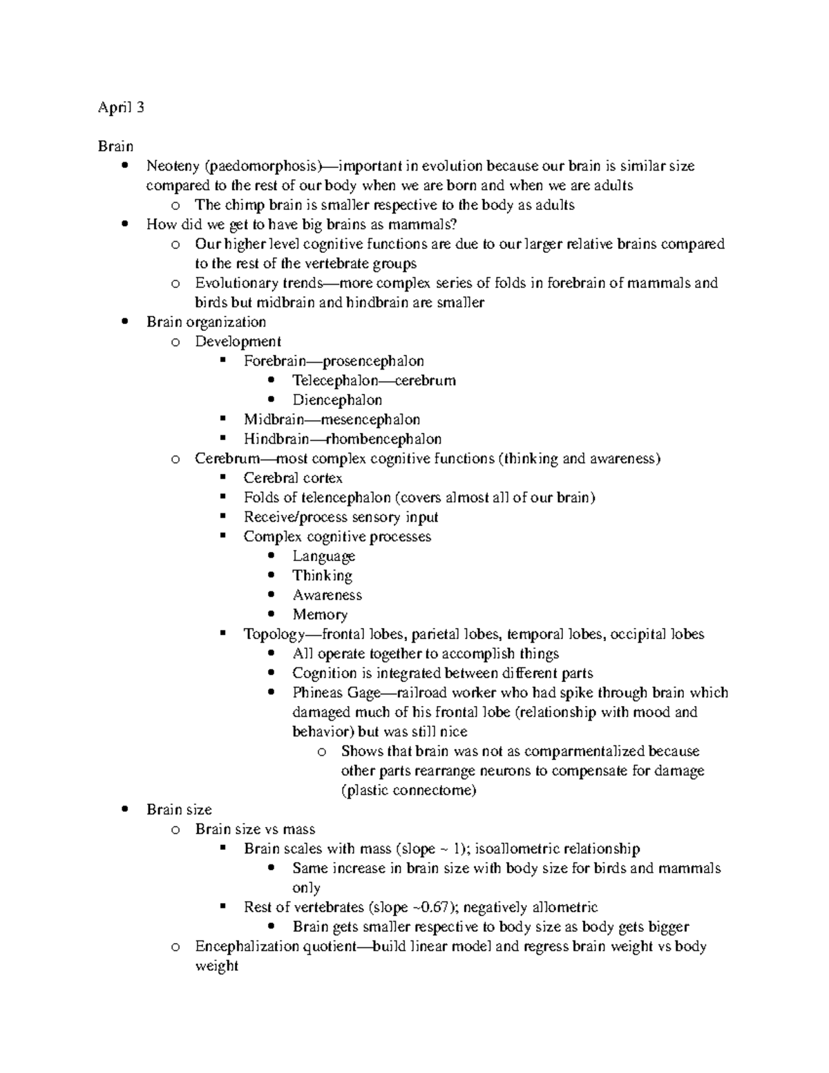 Physiology of The Brain - April 3 Brain Neoteny (paedomorphosis ...