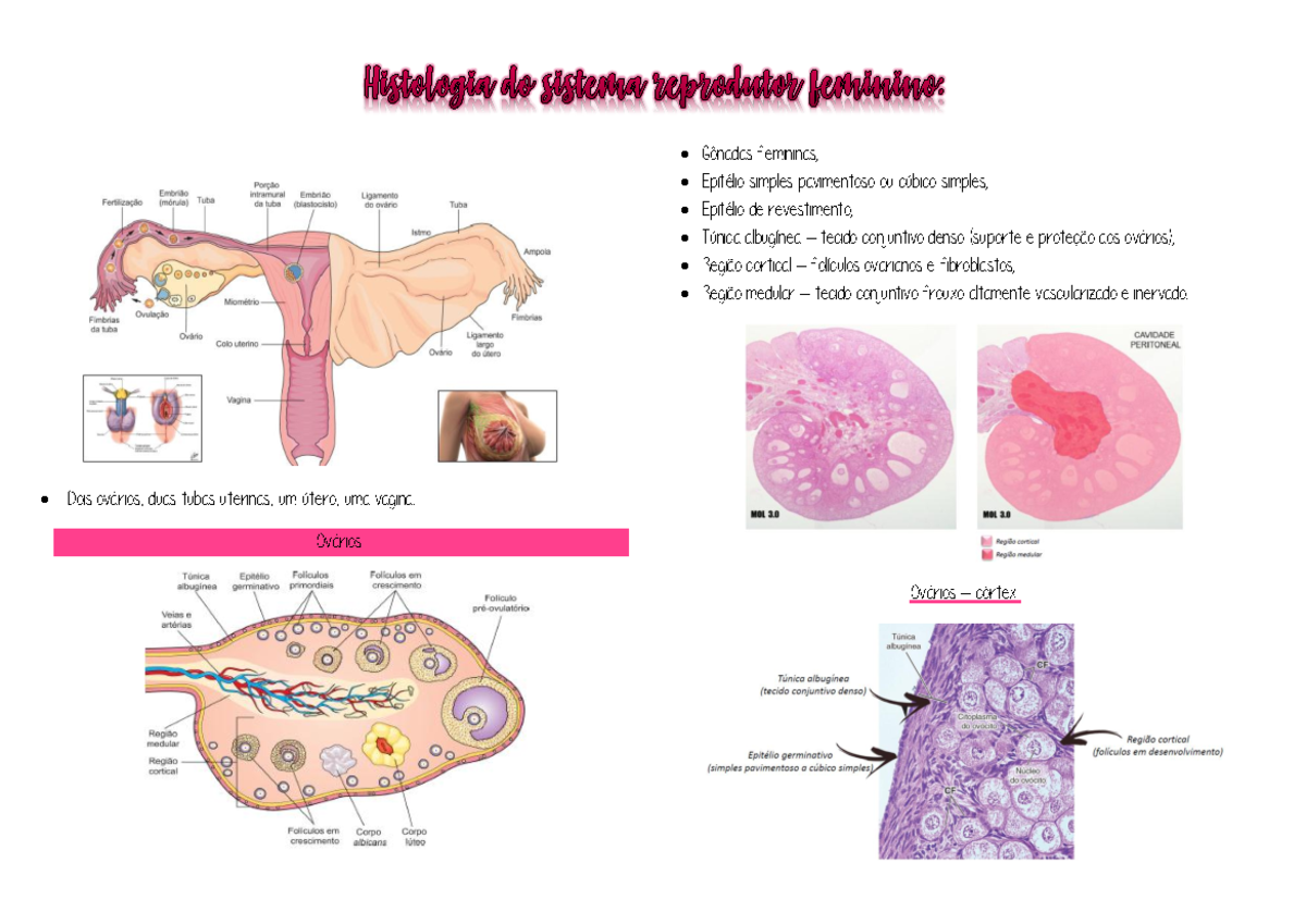 Resumo Histologia Do Sistema Reprodutor Feminino Dois Ovários Duas