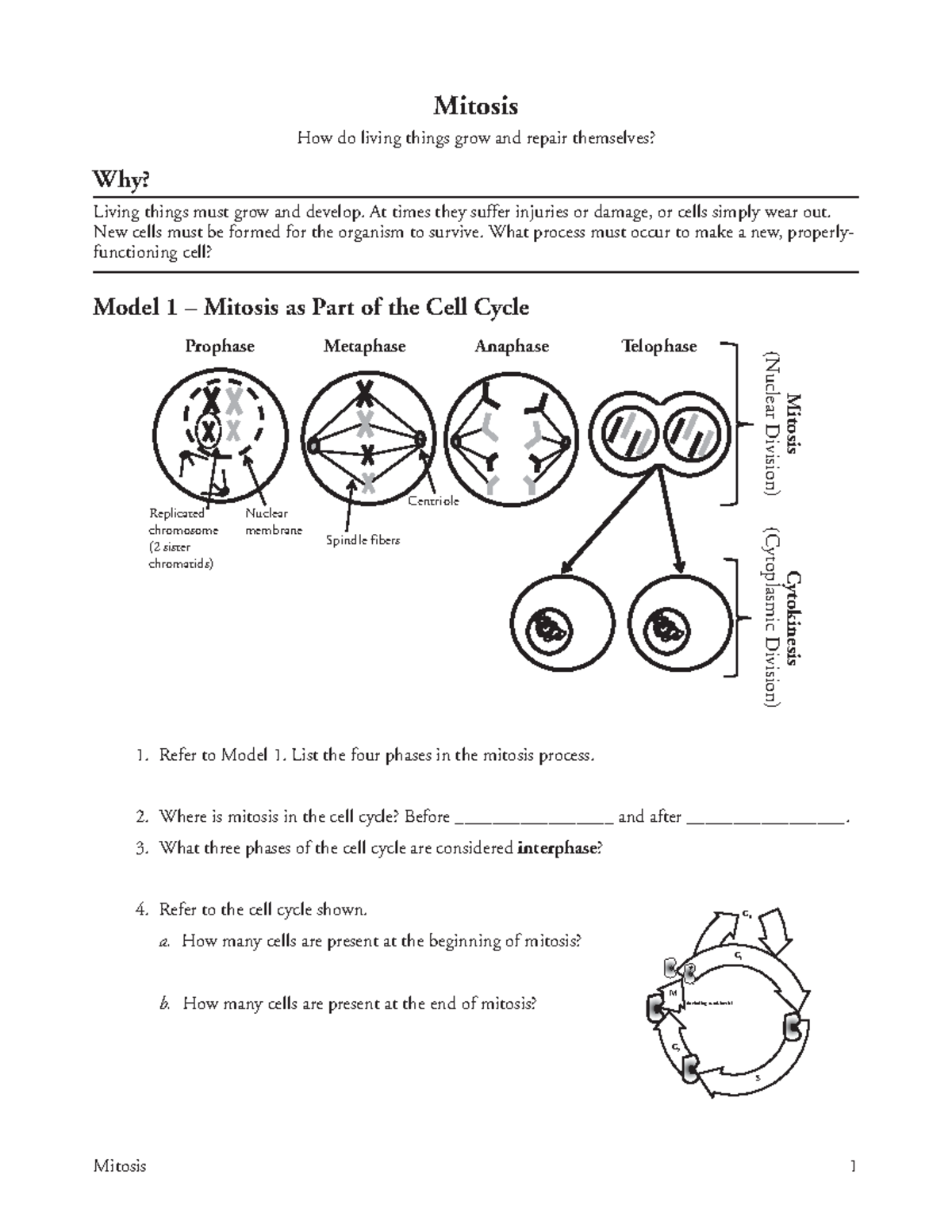 Mitosis Pogil - Mitosis 1 Mitosis How do living things grow and repair ...