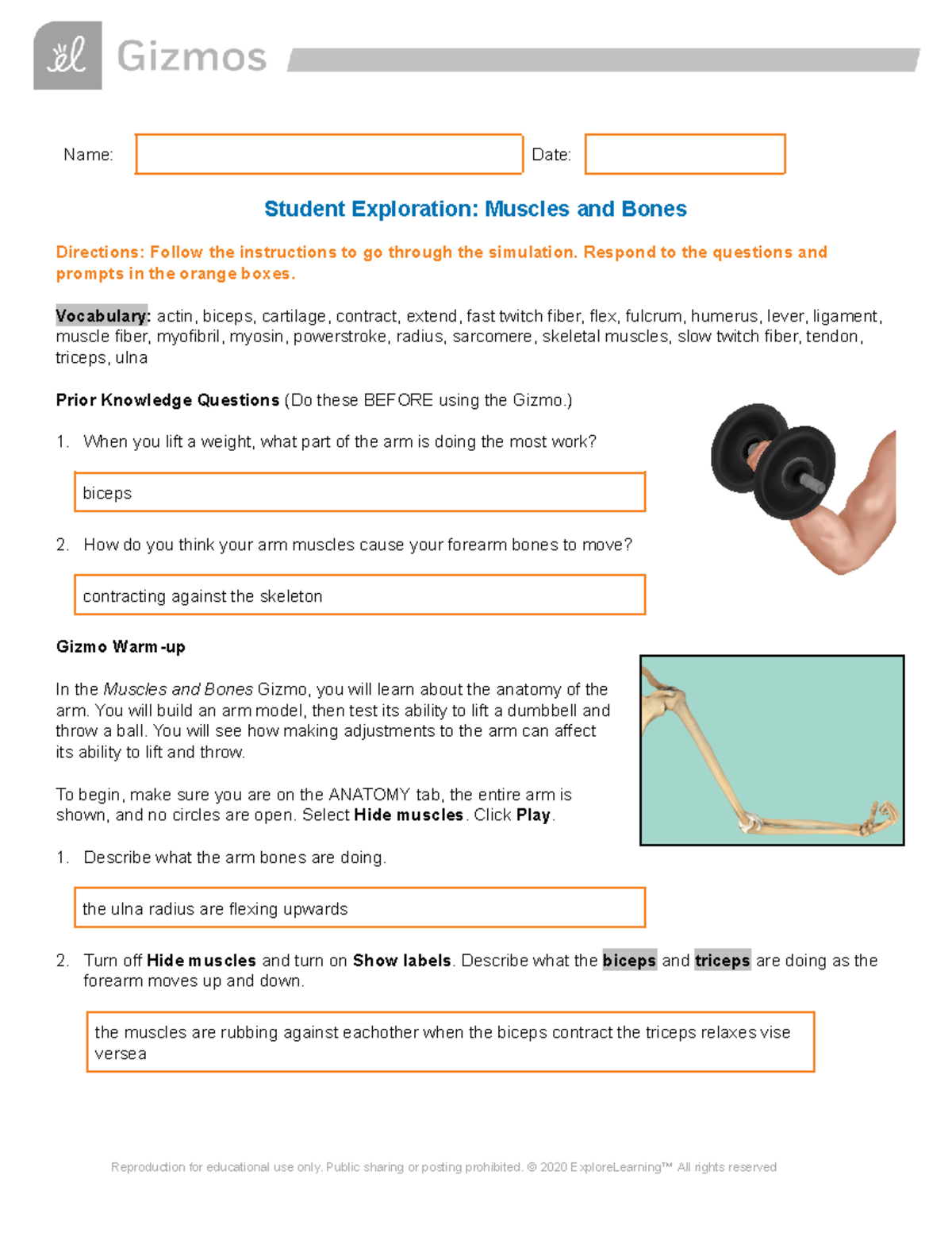Copy of Muscles Bones SE - Name: Date: Student Exploration: Muscles and ...