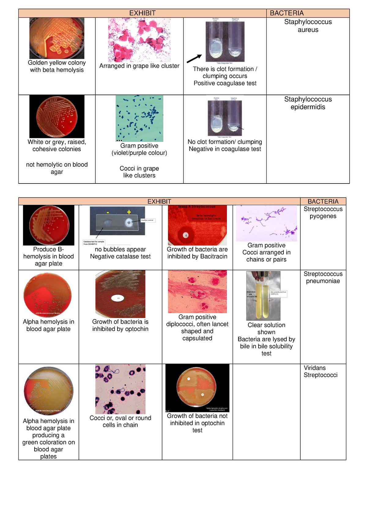 P3 Gram Positive Bacteria - EXHIBIT BACTERIA Golden yellow colony with ...