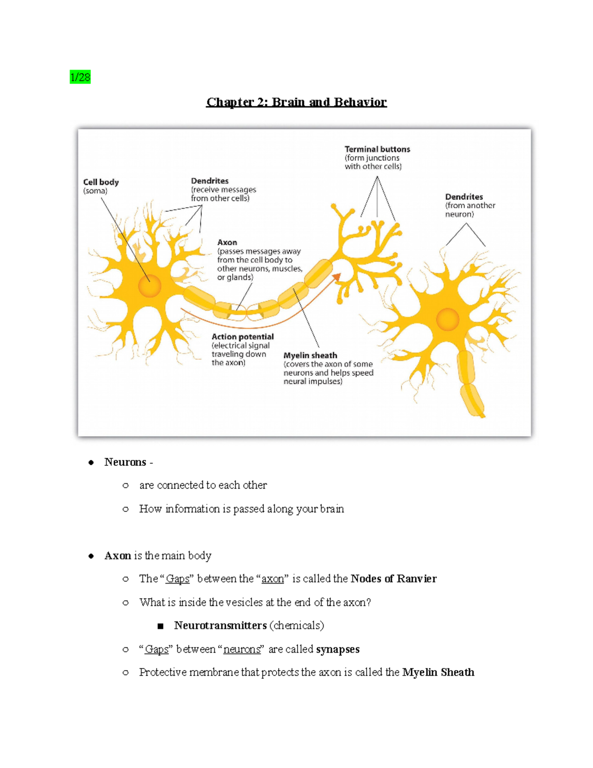 Chapter 2 Brain And Behavior - 1/ Chapter 2: Brain And Behavior Neurons ...