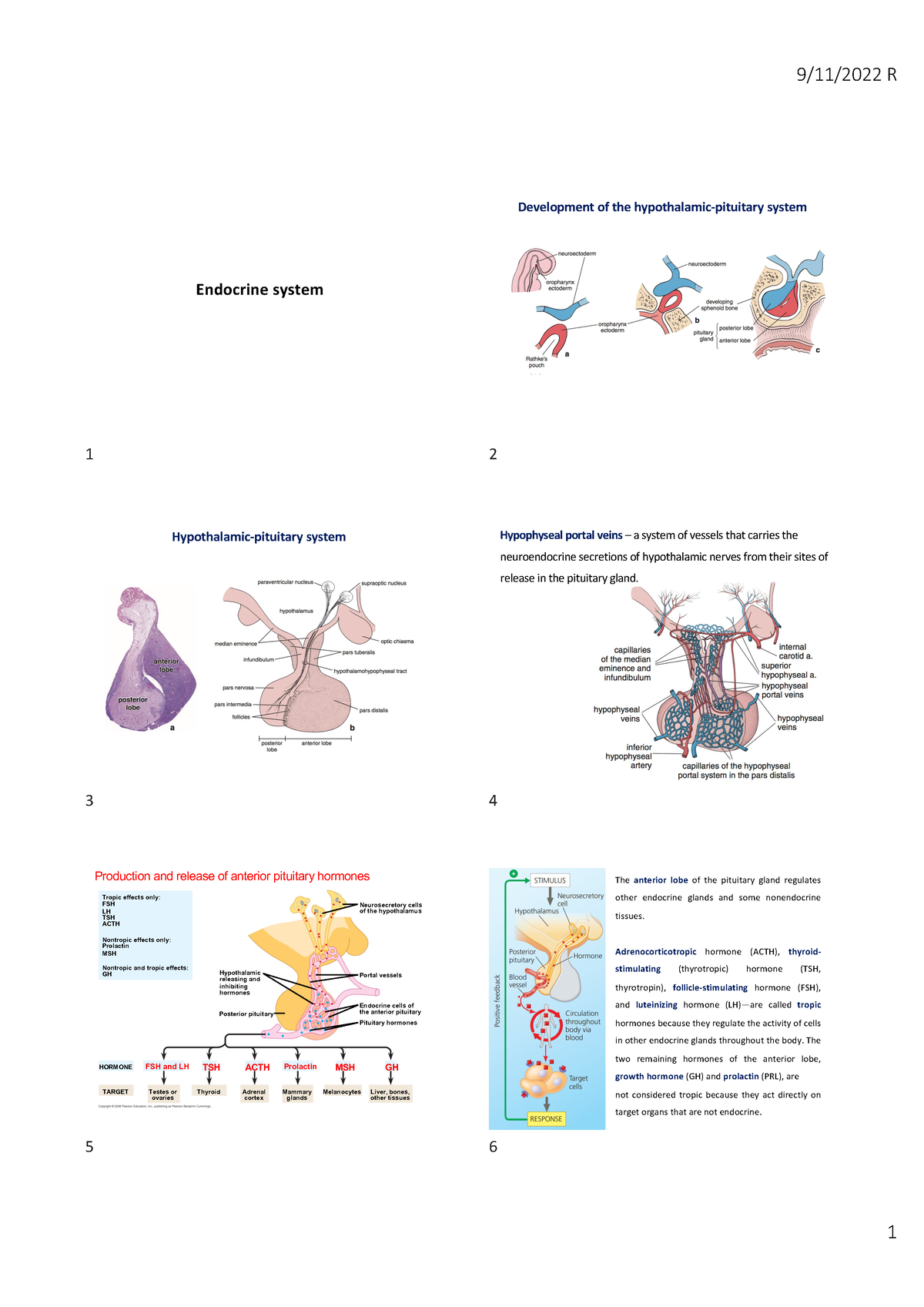 3 Edocrine system - histology - Endocrine system 1 Development of the ...